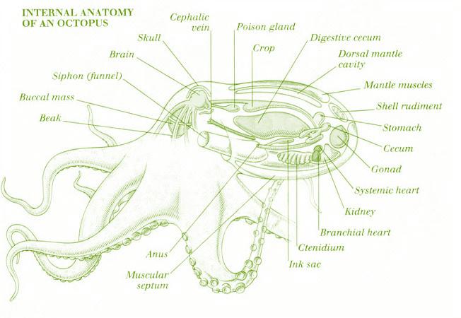 ANATOMY AND PHYSIOLOGY OCTOPUS Male