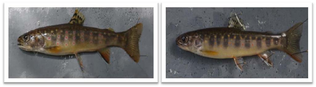 Figure 7: Relative warp diagram showing differences in mouth size and shape. Figure 8: Photographs of brook trout with proportionally larger mouths (left) and proportionally smaller mouths (right).