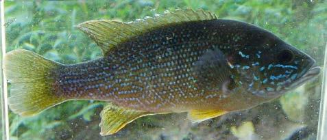 Sunfish Lepomis