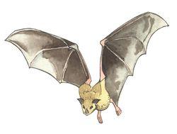 Long-nosed bats eat nectar This de se rt bat flie s around late at nig ht se arching for nig ht- blooming cactus flowe rs.