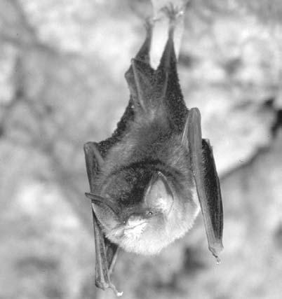 Well, it s not a problem for bats. Bats sleep upside down. They cling to the undersides of surfaces using the claws on their toes. Hanging upside down makes it easy to take off to fly.