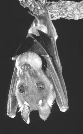A Gambian fruit bat (above); a Mexican funnel-eared bat (right) This fruit bat, a type of megabat, nibbles on a