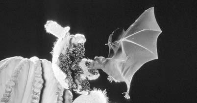 A long-nosed bat shows off its wings while feeding. This bat has a bright yellow beard (above); a spotted bat emerges from its home (left).