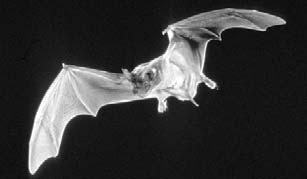 Like you, bats have two sets of teeth. The baby teeth are lost early in a bat s life. They are replaced by a set of 26 to 28 adult teeth. These teeth are sharp and are used to cut and crush food.