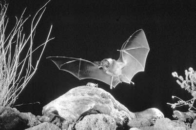 We now know that bats are skilled fliers. But skilled flying alone doesn t make bats good hunters.