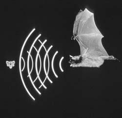 This is the use of sound waves to help bats locate insects in flight. The photo and text below show how bats use echolocation. 1 The bat sends out a constant stream of beeping noises.