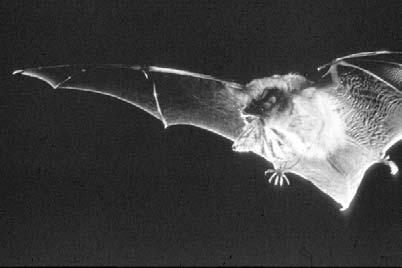 The combination of skilled flying and echolocation makes microbats excellent hunters at night. The next time you are out at night, take a look skyward.