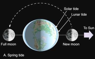 Tides Spring tides Occur during new and full moons Gravitational forces of the