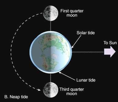 Tides Neap tides Occur during the first and third quarters of the moon