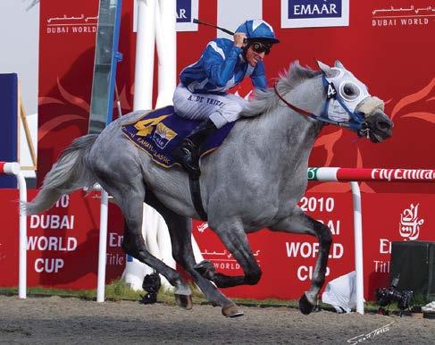 Commitment to STUD Racing Other recent highlights for the Al Shahania race team include victory in one of the most prestigious Arabian races in the Middle East the 2012 Emir s Sword with Aziz (Amer x