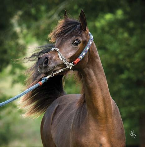 In her debut Nada was named the Gold Champion Filly in Menton, France.