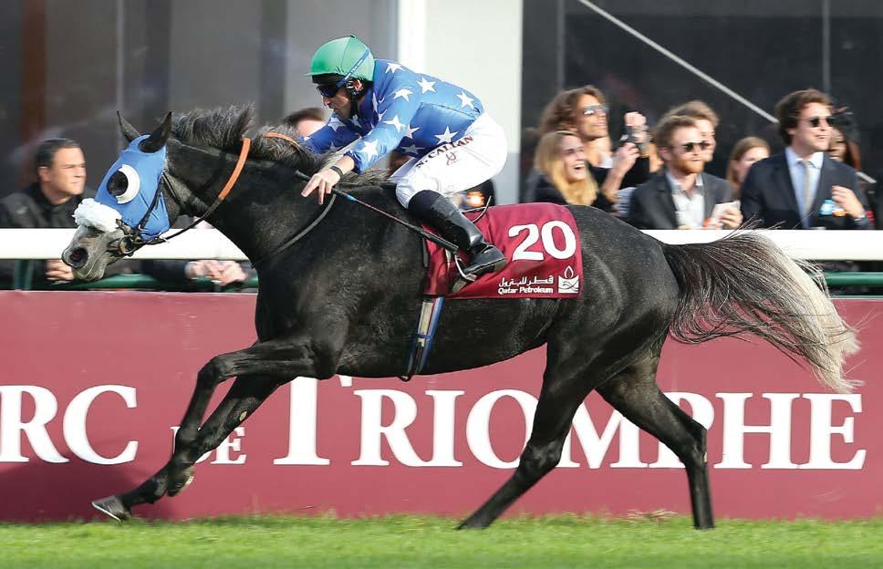 STUD the Al Shahania Top: MKEEFA (Amer x Nisaee by Dormane), 2012 Leading Older racehorse of the Year and winner of the 2012 Qatar World Cup.