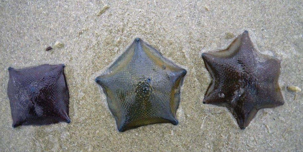Consumers: Scavengers Feed on dead remains Cushion stars and mud whelks Scavengers feed on the dead remains of animals. They are specialists at finding and eating rotting food. What is a cushion star?