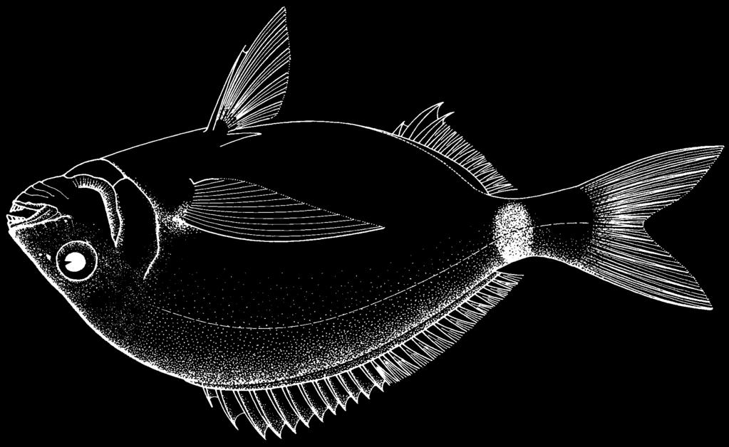 Perciformes: Percoidei: Sparidae 1573 Diplodus holbrookii (Bean, 1878) FAO names: En - Spottail pinfish; Fr - Sar cotonnier; Sp - Sargo cotonero.