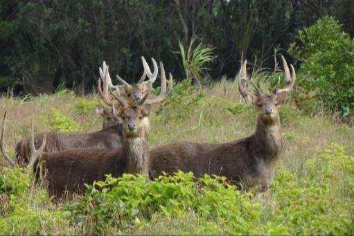 Best periods for hunting / month J F M A M J J A S O N D Golden Medal Rusa deer rut 15.07. 25.08.