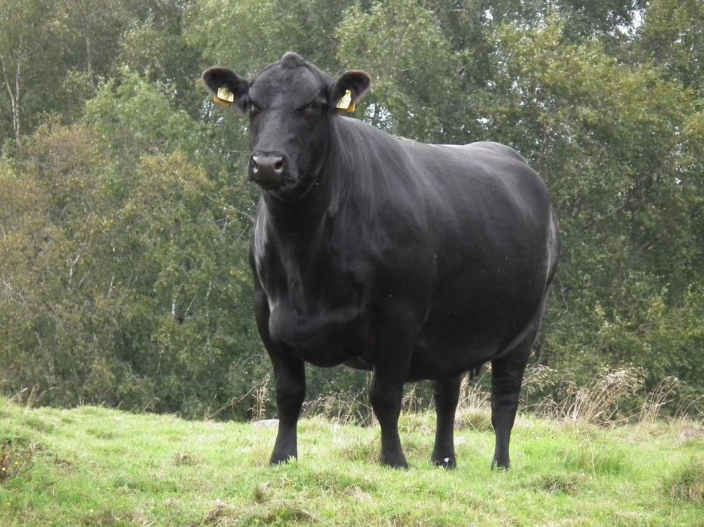 Bulls average (Angus): BW: 39 kg. 200 Day Wt: 320 kg. YW: 555 Kg. Heifers average (Angus): BW: 37 kg. 200 Day Wt: 301 kg.