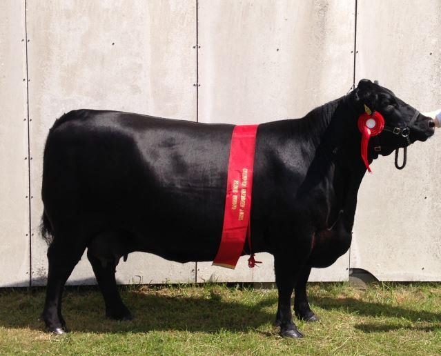 It might be the headline for the success of Danish Aberdeen Angus. Our high veterinary status makes it attractive for other Angus breeders, mostly from Europe, to buy Angus livestock in Denmark.