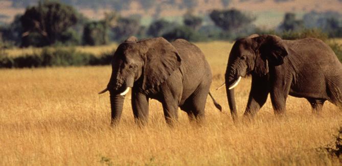 The species conservation programme s areas of focus are further detailed below: African elephant: This runs at the Mau-Mara-Serengeti and Kwale