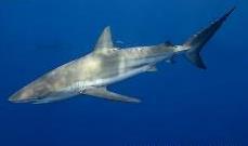 threatened sharks CITES (Convention on