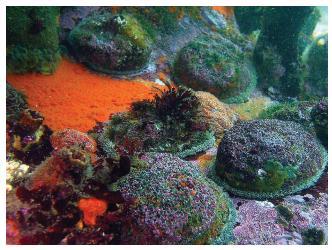 ABALONE CONTD Other Zones Zones C& D (Hangklip to Hermanus) - The resource is continuing to decline due to poaching - The incursion of rock lobsters since the early 199s has caused an ecosystem