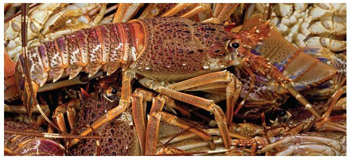 WEST COAST ROCK LOBSTER CONTD The resource is currently severely depleted. It is estimated that the resource is currently at 2.