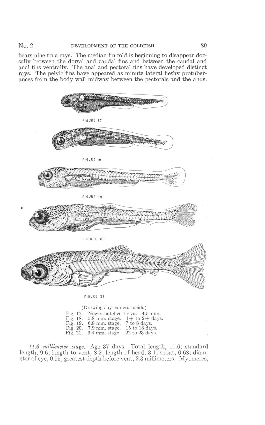 No. 2 DEVELOPMENT OF THE GOLDFISH 89 bears nine true rays. The median fin fold is beginning to disappear dorsally between the dorsal and caudal fins and between the caudal and anal fins ventrally.