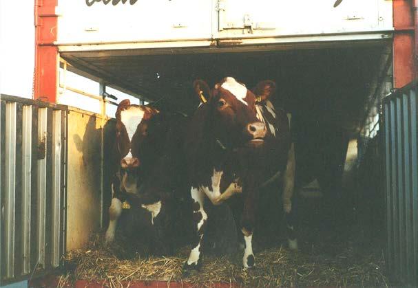 Compared with home bred Holstein- Friesian cows