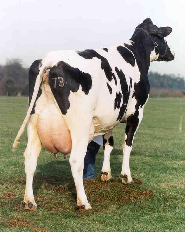 The Holstein-Friesian A breed with great type traits A breed with huge potential to produce milk Milk yield/cow in Northern Ireland has increased from 4600 litres in 1984 to 6900
