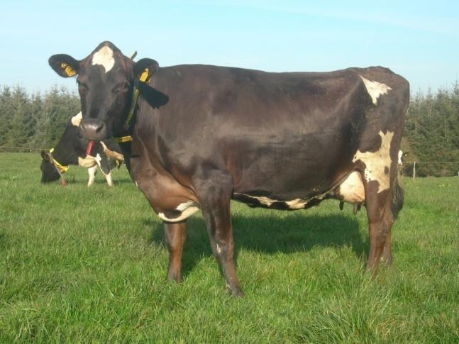 Holstein crossbred cows