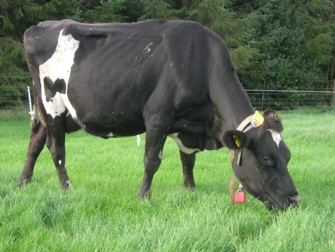 calving dairy cows