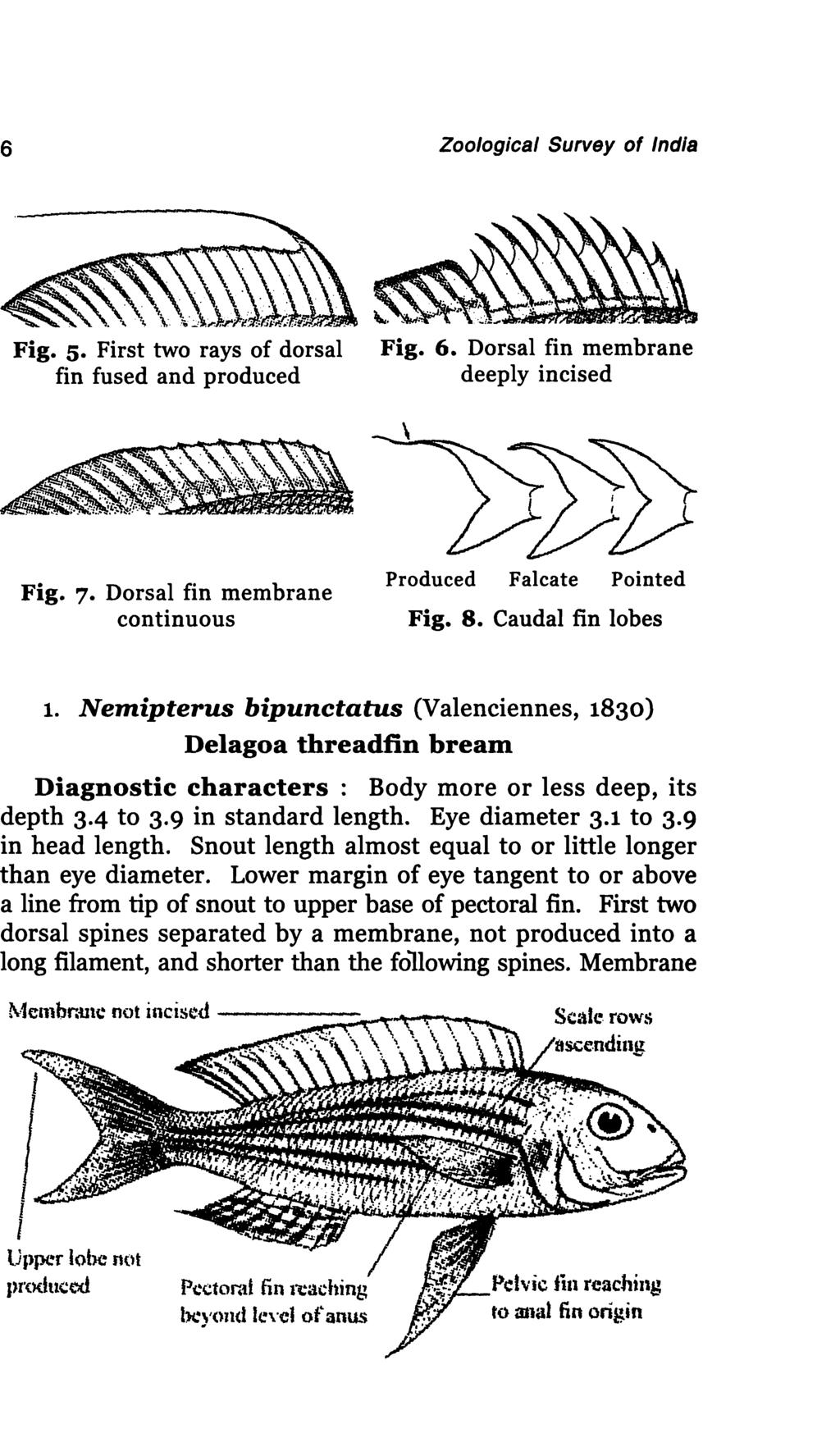 6 Zoological Survey of India Fig. 5. First two rays of dorsal fin fused and produced Fig. 6. Dorsal fin membrane deeply incised \ Fig.,. Dorsal fin membrane continuous Produced Falcate Pointed Fig. 8.