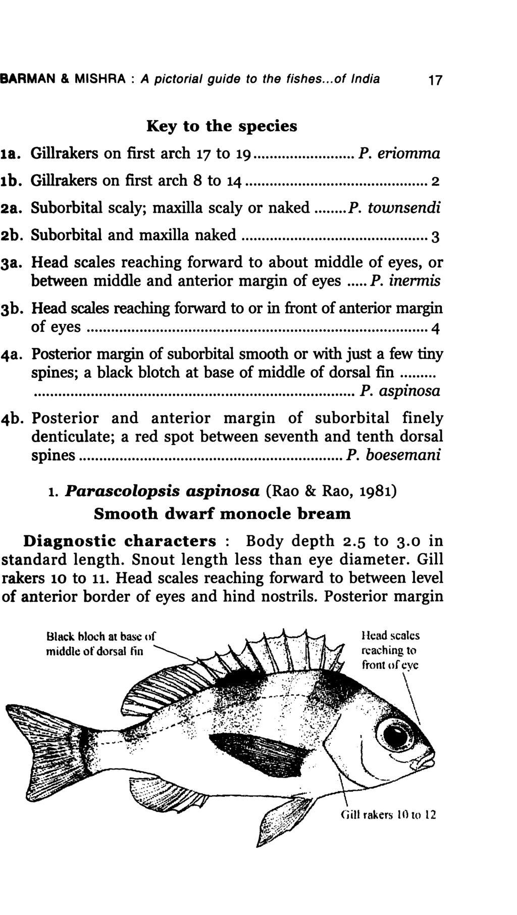 BARMAN & MISHRA : A pictorial guide to the fishes... of India 17 Key to the species 18. Gillrakers on first arch 17 to 19... P. eriomma 1 b. Gillrakers on first arch 8 to 14... 2 2&.