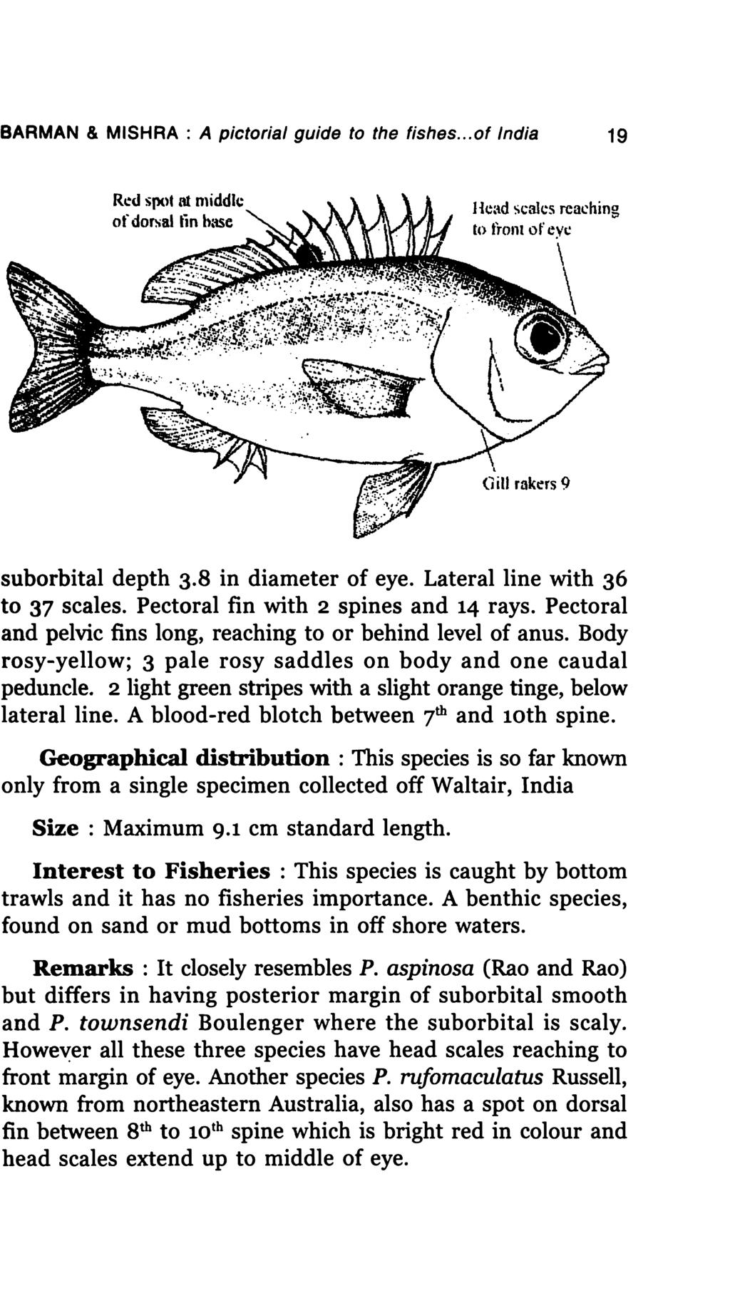 BARMAN & MISHRA : A pictorial guide to the fishes... of India 19 Red spot at nliddlc of dorsal tin bt..sc l-lcad scales reaching to lronl of eye \ ~ suborbital depth 3.8 in diameter of eye.