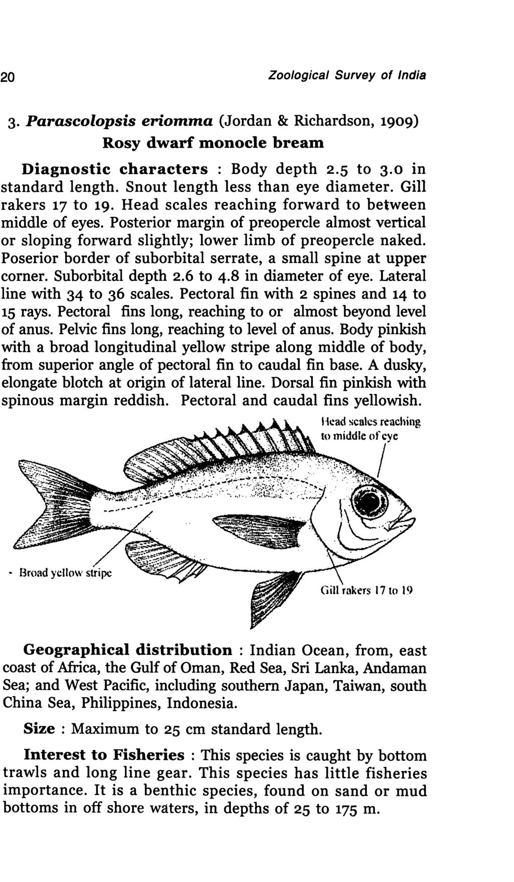 20 Zoological Survey of India 3. Parascolopsis eriomma (Jordan & Richardson, 1909) Rosy dwarf monocle bream Diagnostic characters : Body depth 2.5 to 3.0 in standard length.
