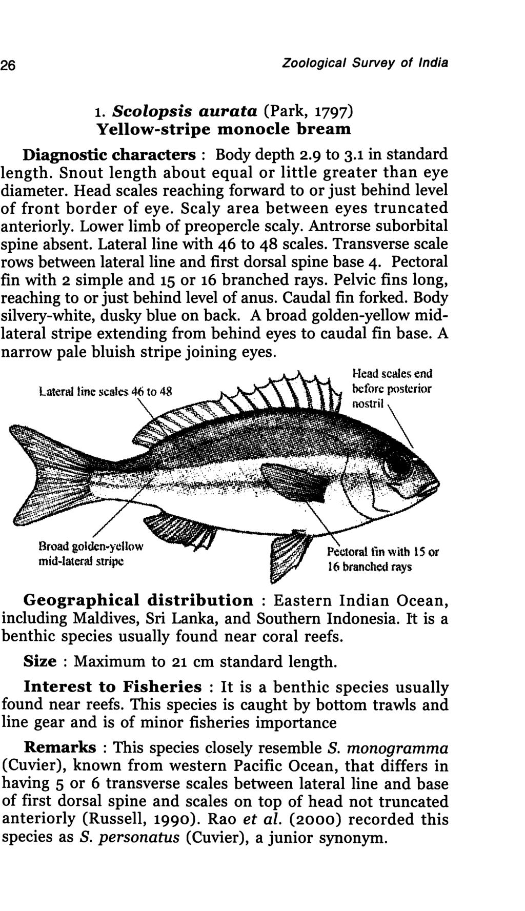 26 Zoological Survey of India 1. Scolopsis aurata (Park, 1797) Yellow-stripe monocle bream Diagnostic characters: Body depth 2.9 to 3.1 in standard length.