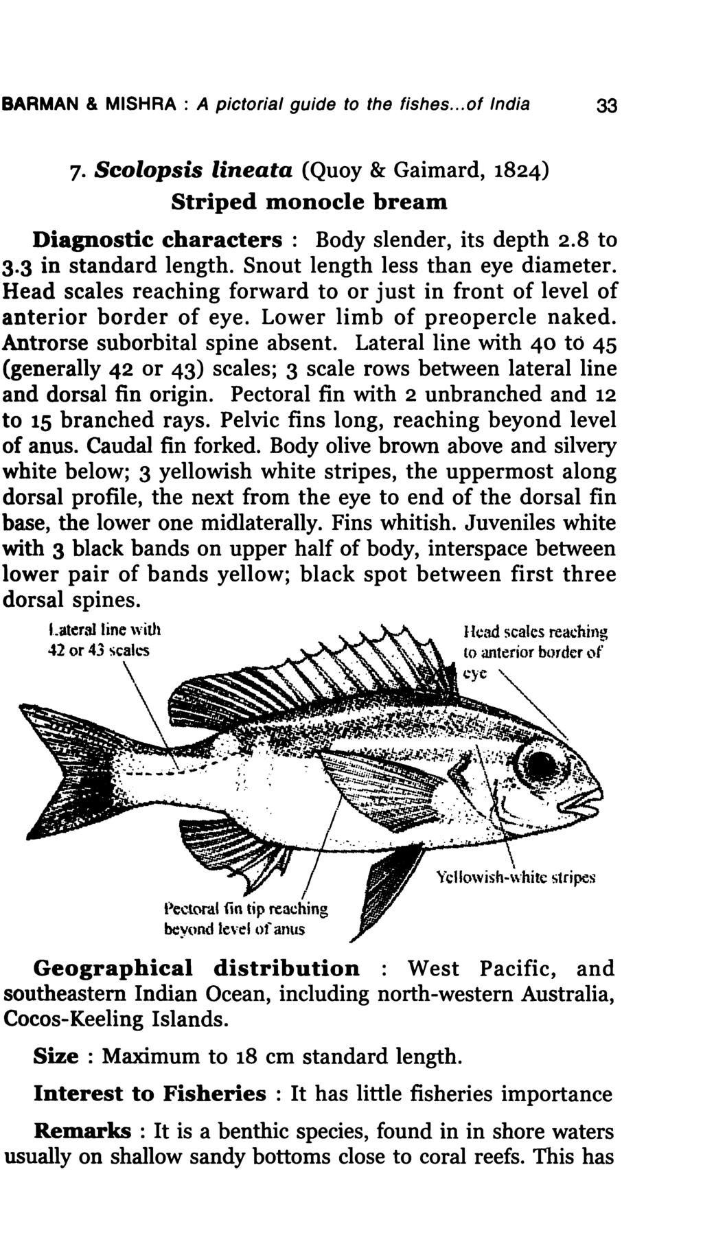 BARMAN & MISHRA : A pictorial guide to the fishes... of India 33 7. Scolopsis lineata (Quoy & Gaimard, 1824) Striped monocle bream Diagnostic characters: Body slender, its depth 2.8 to 3.