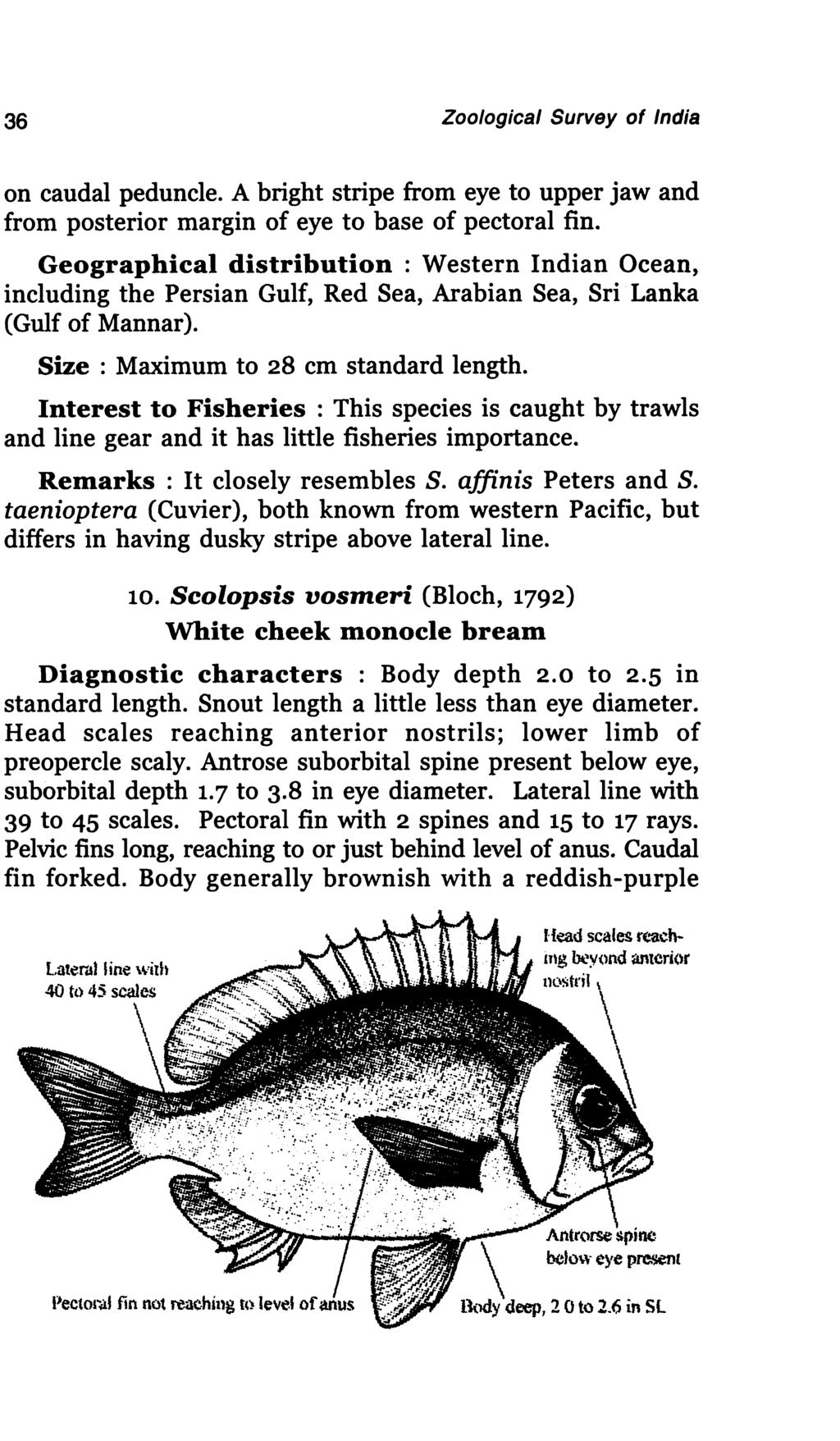 36 Zoological Survey of India on caudal peduncle. A bright stripe from eye to upper jaw and from posterior margin of eye to base of pectoral fin.