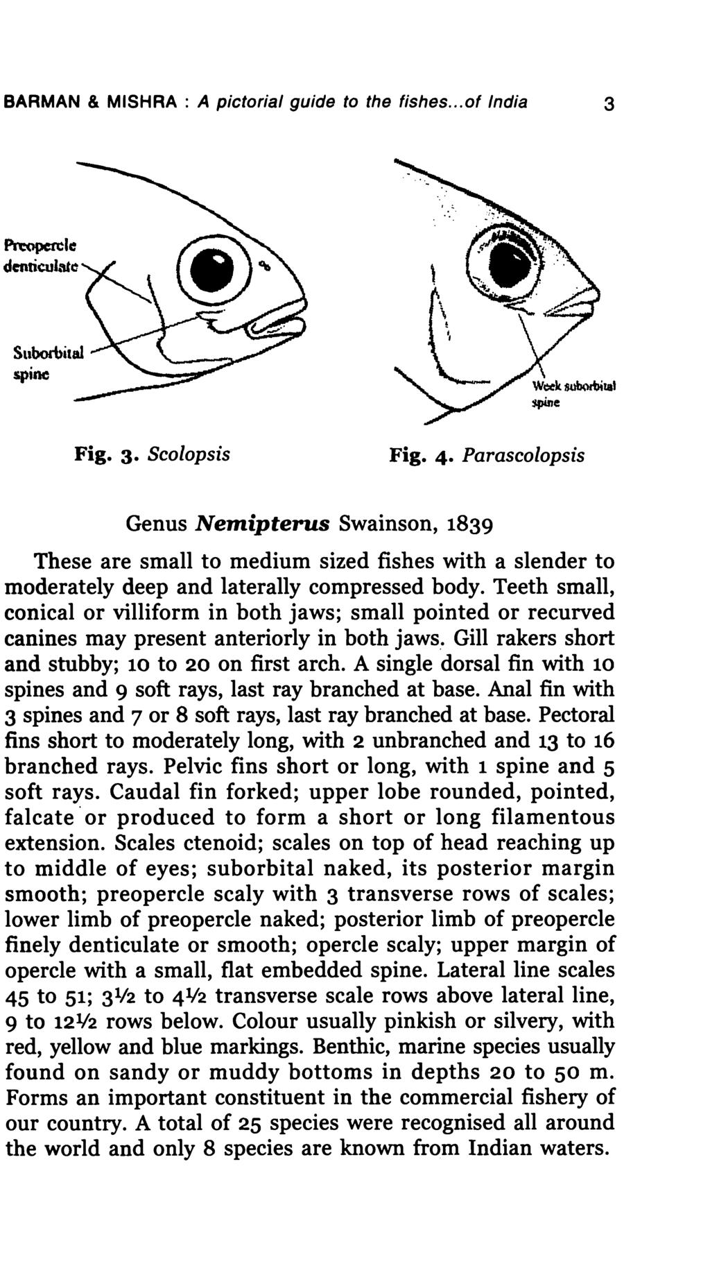 BARMAN & MISHRA : A pictorial guide to the fishes... of India 3 ~Ie denriwl-u" spine Fig. 3. Seolopsis Fig. 4.