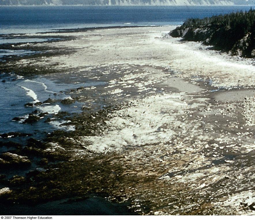 This former seafloor at Prince William Sound, Alaska, was raised 3.5 meters (12 feet) above sea level by tectonic uplift during the great earthquake of 27 March 1964.
