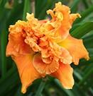 This month we will have David Kirchhoff and Mort Morss from Daylily World in Kentucky with us. In 2014 David registered two daylilies named after members, Shirley Ann Toney '14, and Pat Siegman '14.