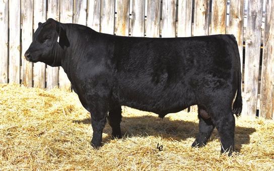 T 20 TR Mr Comrade 6032D Calved: 2/28/2016 Tattoo: 6032D AAA #: 18626270 CONNEALY COMRADE 1385 (REF.
