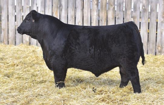 T 30 TR Mr Comrade 6010D Calved: 2/23/2016 Tattoo: 6010D AAA #: 18626262 CONNEALY COMRADE 1385 (REF.