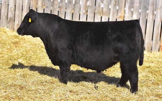 3 A red 3/4 bull with a lot of style Dam stems from the great Angus donor Katinka 3208 86 700 100 1265 100 3.57 3.48 4.02 0.2 13.