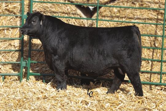 - Angus Reference Sires - TD TR Mr Aberdeen 1068Y Calved 3/15/11 Reg. No.