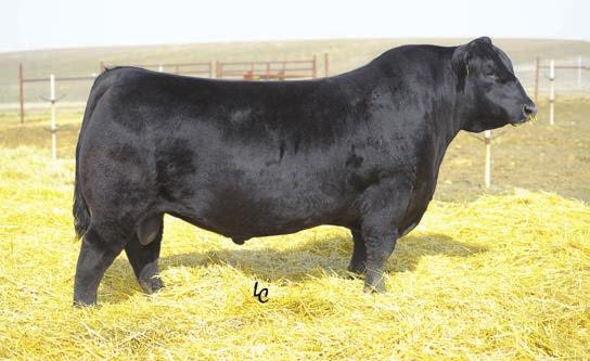 09 Tour of Duty combines curve bending spread Moderate birth weight bull with top 5% growth values Big footed and sound structured RB Tour of Duty 177 TH GAR Prophet Calved 8/15/08 Reg. No.