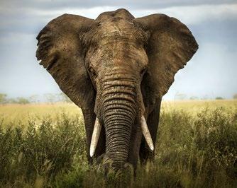 Lara Zanarini Elephants in central Africa could be extinct in our lifetime.