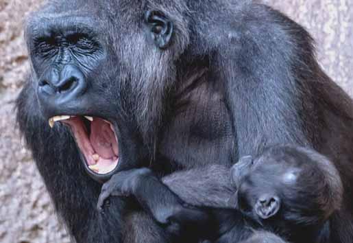 18 ZO SVETA, Z DOMOVA štvrtok 8. 2. 2018 NEDÁM ŤA NIKOMU! Na snímke zo včerajška je mláďa gorily Kio pokojne oddychujúce v ochrannom náručí svojej matky Kumili v zoologickej záhrade v nemeckom Lipsku.