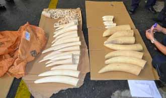 He is a former member of the gram panchâyat, the local self-government. On the local black market, the 8 kg of ivory and bone are estimated worth Rs 7 lakh that is 12,000 US$.