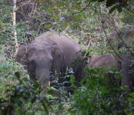 killed and confirm the hypothesis that the elephants from the forest of Congo were the first victims of this channel.