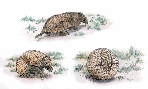 World Cup Bruno Congar / Robin des Bois Several armadillos, mascot of the World Cup, were seized during the month of May in Brazil When facing a danger, the mammal rolled up into ball Operations